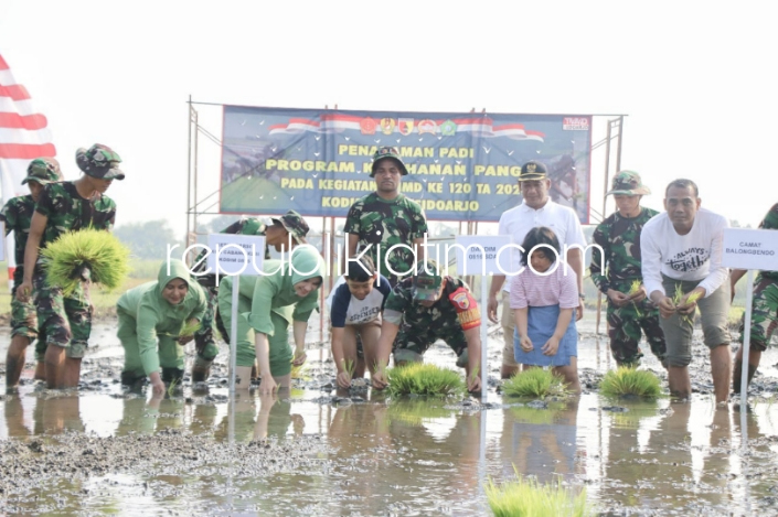 Misi Penghijauan Tanam Padi dan Pohon di TMMD ke 120 Dipimpin Komandan Kodim 0816 Sidoarjo